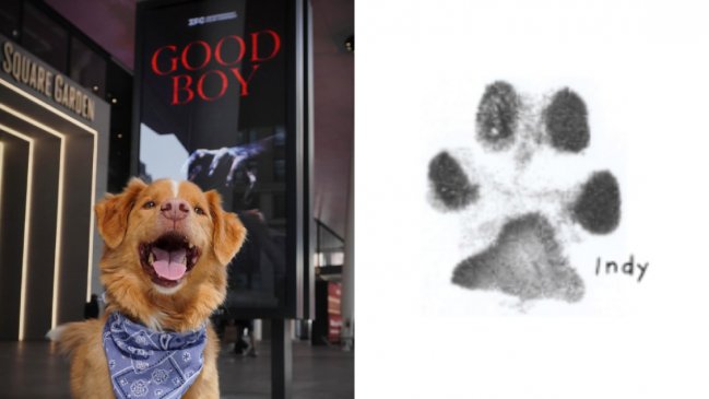 Indy, el perro de «Good Boy», firma carta para ser nominado al Oscar