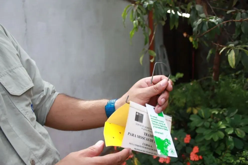 Director regional del SAG responde a críticas por plaga de mosca de la fruta