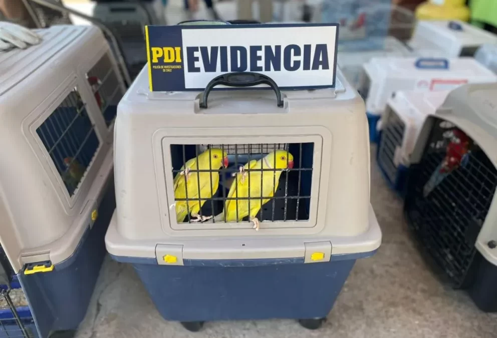 Incautan  armas, municiones, cannabis y más de un centenar de aves exóticas en domicilio de Tambillos