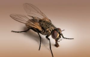 3 remedios para ahuyentar las moscas de la casa